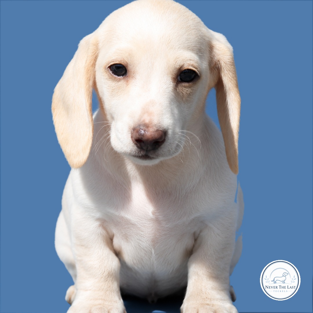 Never The Last teckelpup 5