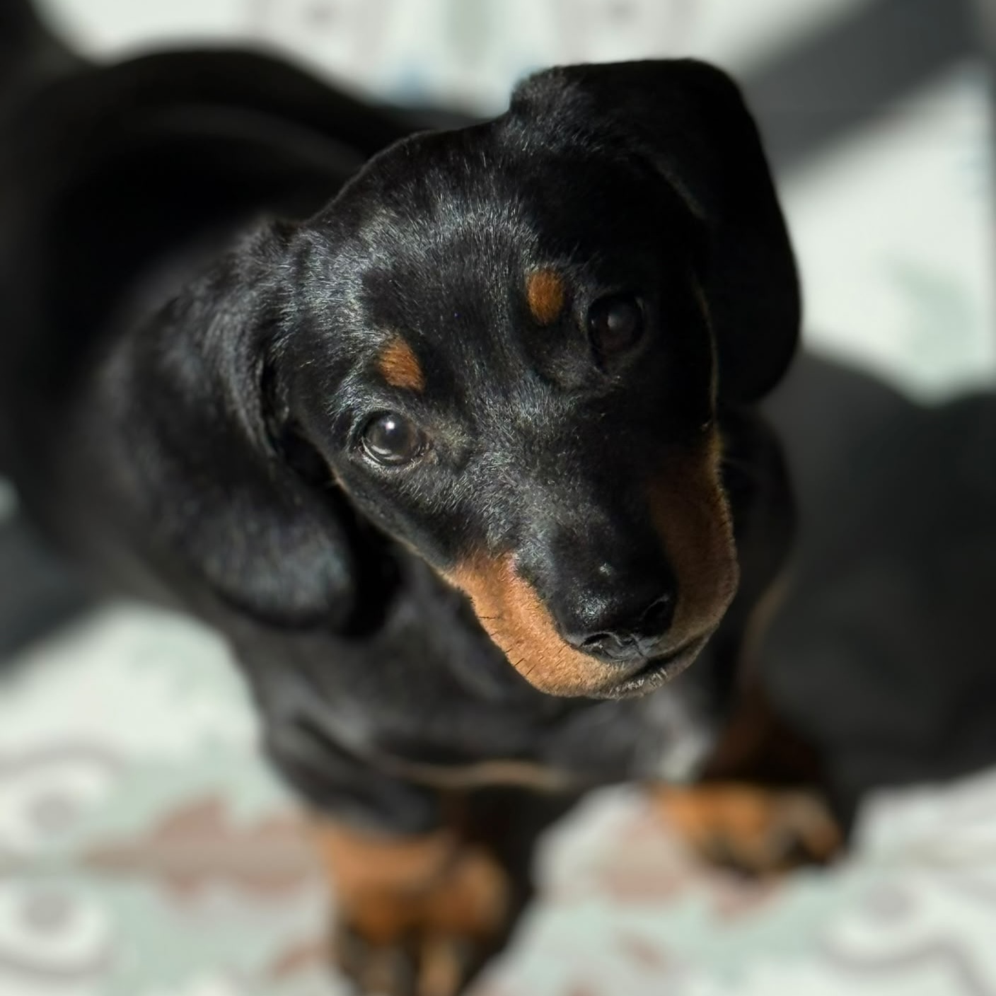 Teckel Billie van Laila en Michel, foto 1