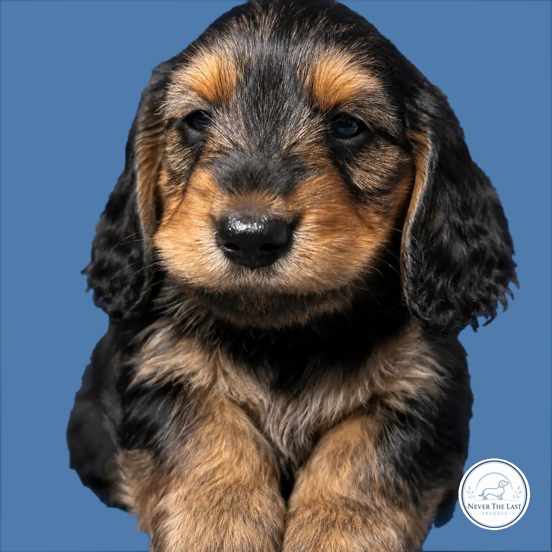 Never The Last teckelpup 10