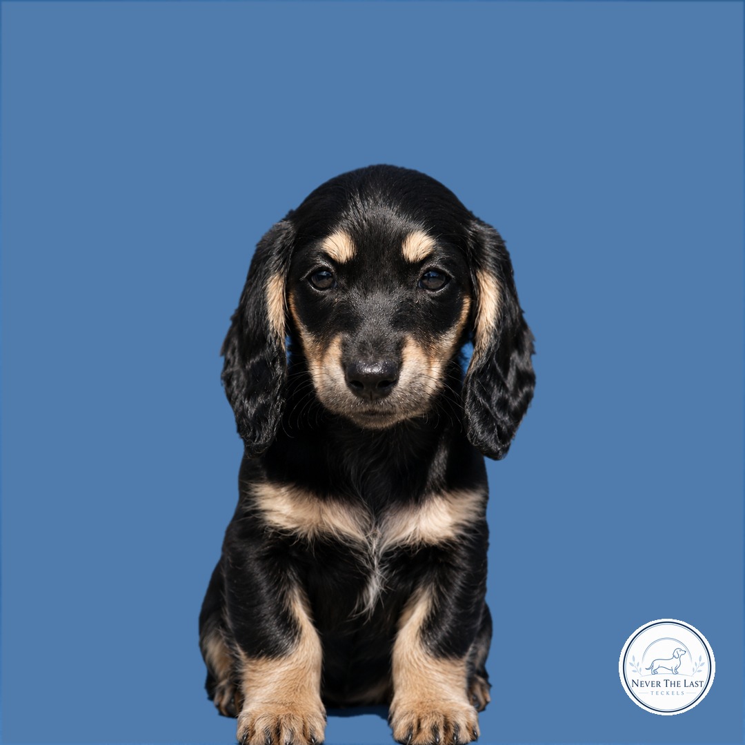 Never The Last teckelpup 2