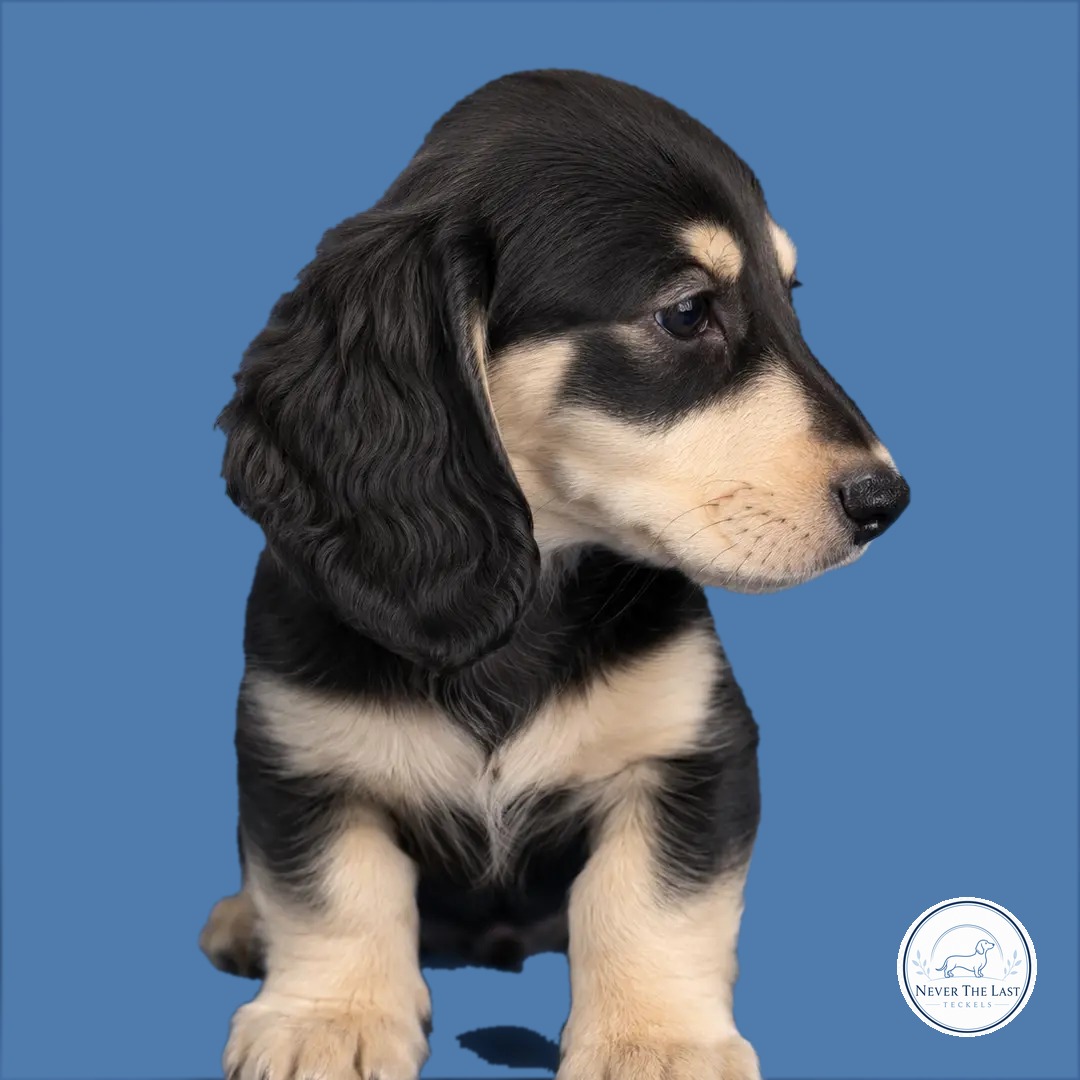 Never The Last teckelpup 8