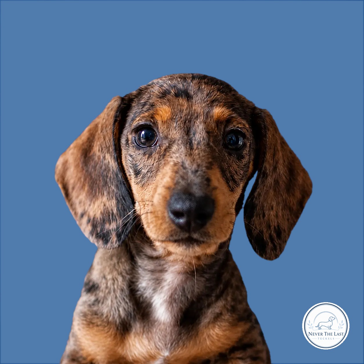 Never The Last teckelpup 1