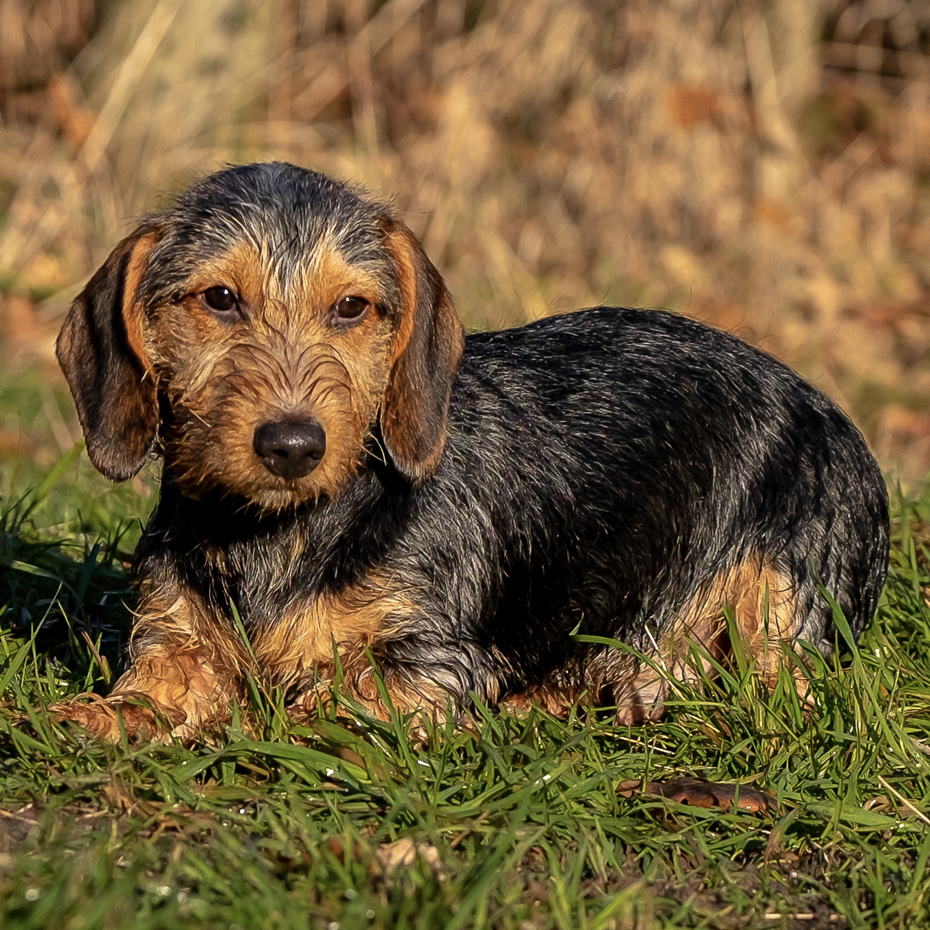 Teckel Bobbie van Barbara, foto 1